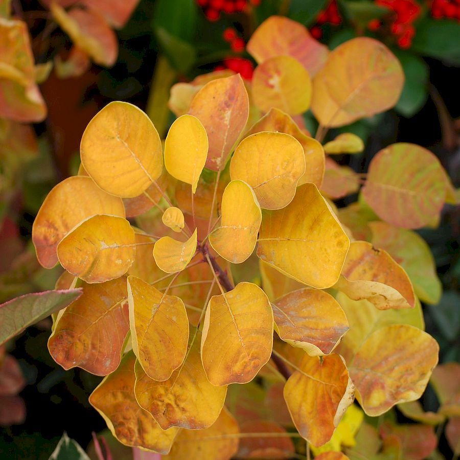 Cotinus coggygria 'Golden Spirit' Arany lombú cserszömörce